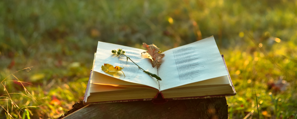 An open book rests on a tree stump in a sunlit meadow. A delicate flower and autumn leaves adorn the open pages.