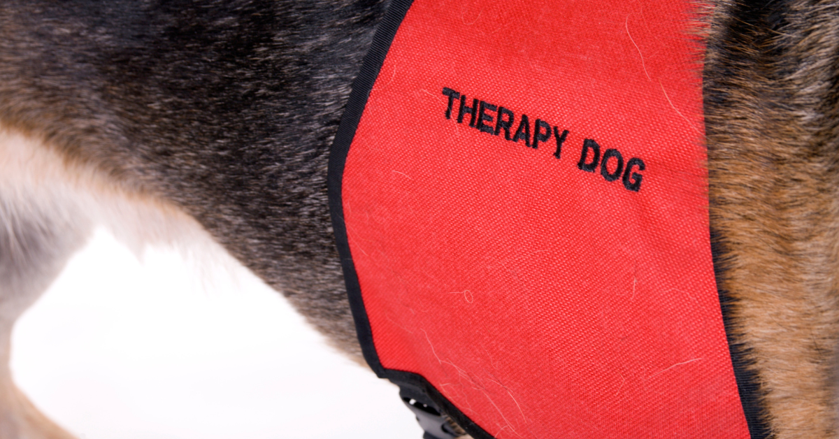 Close-up of a dog wearing a red vest labeled "Therapy Dog."