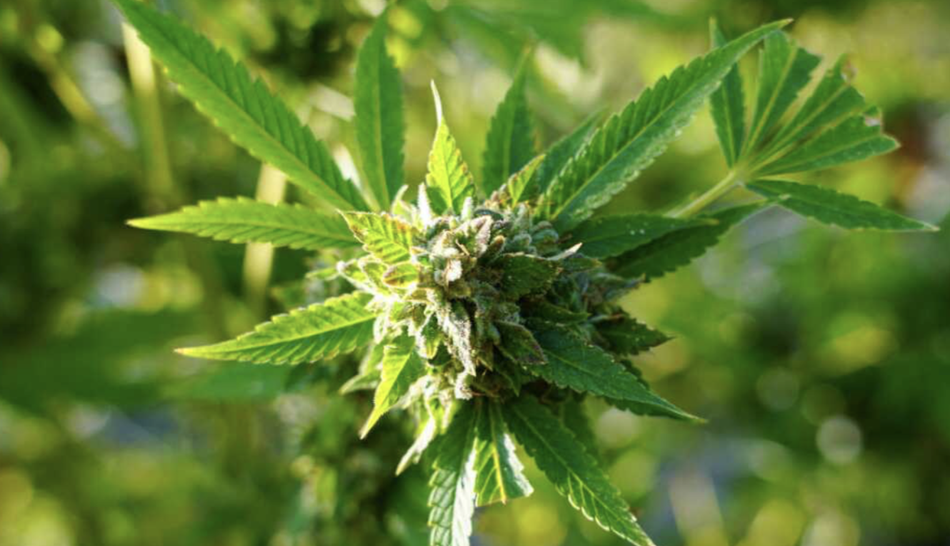 Can Weed Cause Depression?